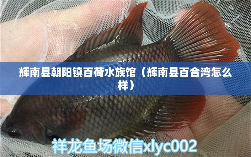 辉南县朝阳镇百荷水族馆（辉南县百合湾怎么样）