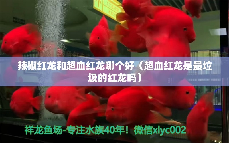 辣椒红龙和超血红龙哪个好（超血红龙是最垃圾的红龙吗） 红龙鱼鱼粮饲料