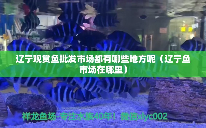 辽宁观赏鱼批发市场都有哪些地方呢（辽宁鱼市场在哪里） 赤荔凤冠鱼