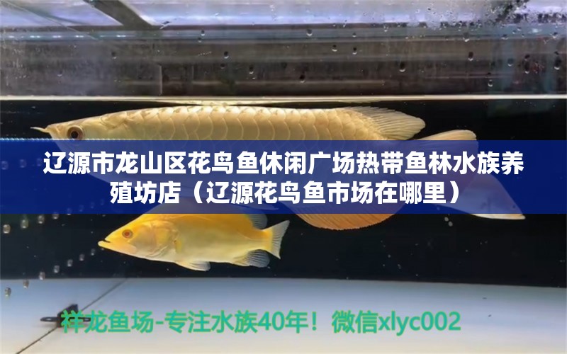 辽源市龙山区花鸟鱼休闲广场热带鱼林水族养殖坊店（辽源花鸟鱼市场在哪里）