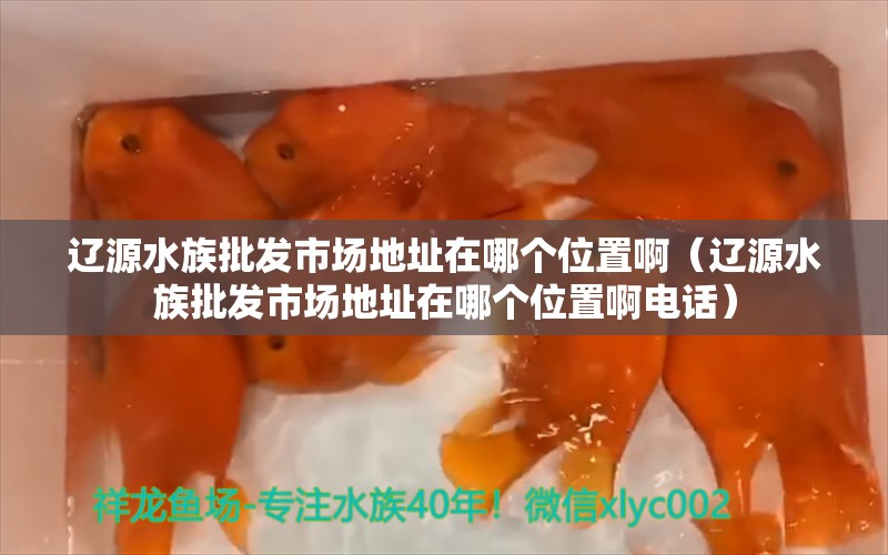 辽源水族批发市场地址在哪个位置啊（辽源水族批发市场地址在哪个位置啊电话）