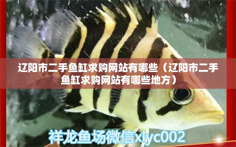 辽阳市二手鱼缸求购网站有哪些（辽阳市二手鱼缸求购网站有哪些地方）