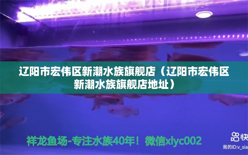 辽阳市宏伟区新潮水族旗舰店（辽阳市宏伟区新潮水族旗舰店地址） 全国水族馆企业名录