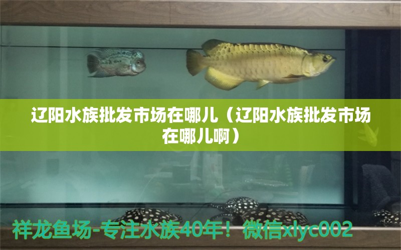 辽阳水族批发市场在哪儿（辽阳水族批发市场在哪儿啊） 观赏鱼水族批发市场