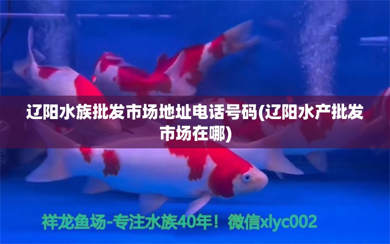 辽阳水族批发市场地址电话号码(辽阳水产批发市场在哪) 观赏鱼水族批发市场