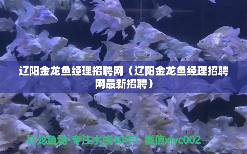 辽阳金龙鱼经理招聘网（辽阳金龙鱼经理招聘网最新招聘）