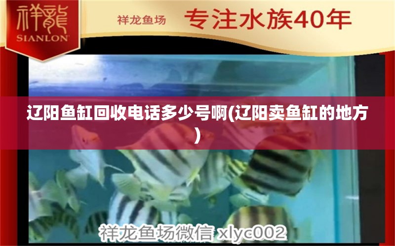 辽阳鱼缸回收电话多少号啊(辽阳卖鱼缸的地方) 2024第28届中国国际宠物水族展览会CIPS（长城宠物展2024 CIPS）