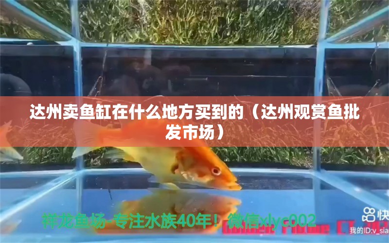 达州卖鱼缸在什么地方买到的（达州观赏鱼批发市场） 水族用品