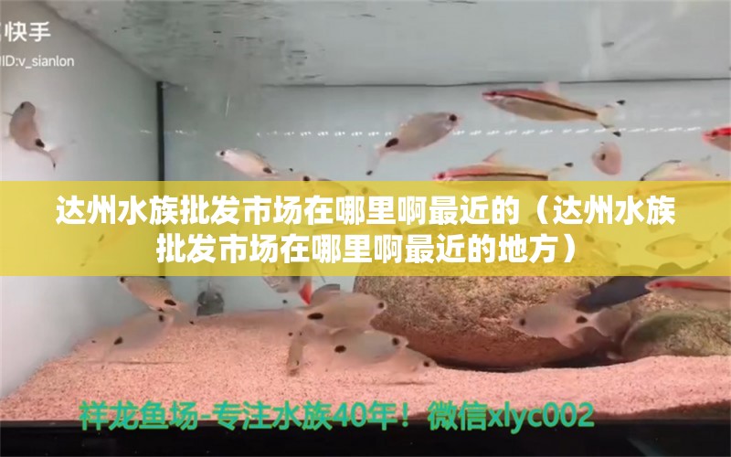 达州水族批发市场在哪里啊最近的（达州水族批发市场在哪里啊最近的地方）