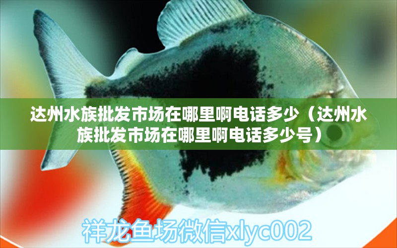 达州水族批发市场在哪里啊电话多少（达州水族批发市场在哪里啊电话多少号）