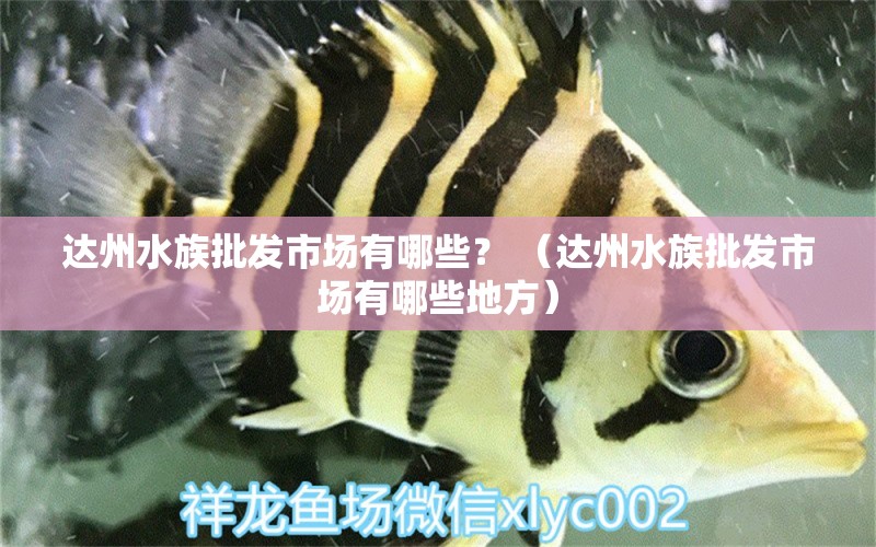 达州水族批发市场有哪些？ （达州水族批发市场有哪些地方）