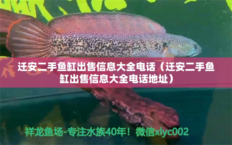 迁安二手鱼缸出售信息大全电话（迁安二手鱼缸出售信息大全电话地址） 印尼四纹虎