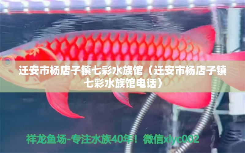 迁安市杨店子镇七彩水族馆（迁安市杨店子镇七彩水族馆电话） 全国水族馆企业名录