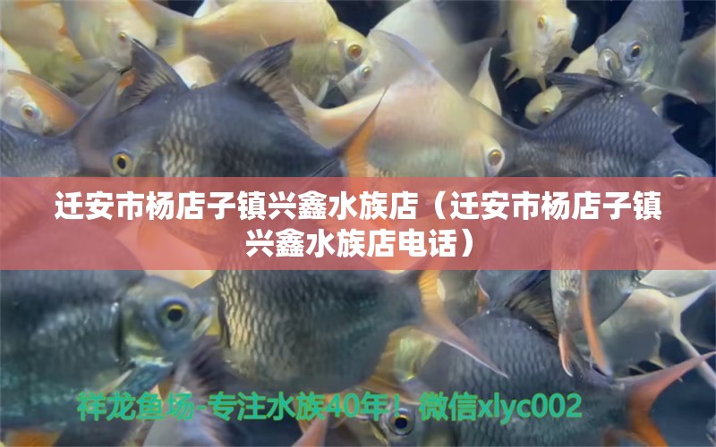 迁安市杨店子镇兴鑫水族店（迁安市杨店子镇兴鑫水族店电话） 全国水族馆企业名录