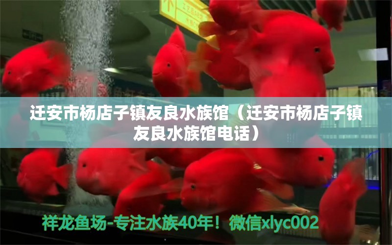 迁安市杨店子镇友良水族馆（迁安市杨店子镇友良水族馆电话）