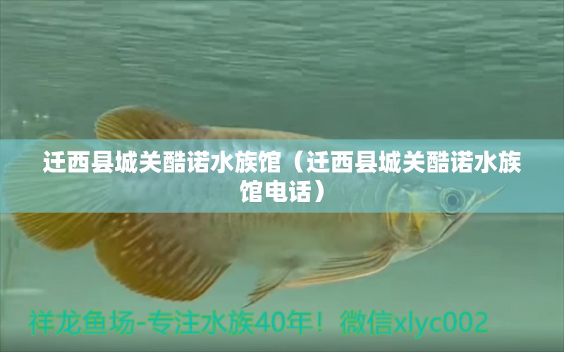 迁西县城关酷诺水族馆（迁西县城关酷诺水族馆电话）