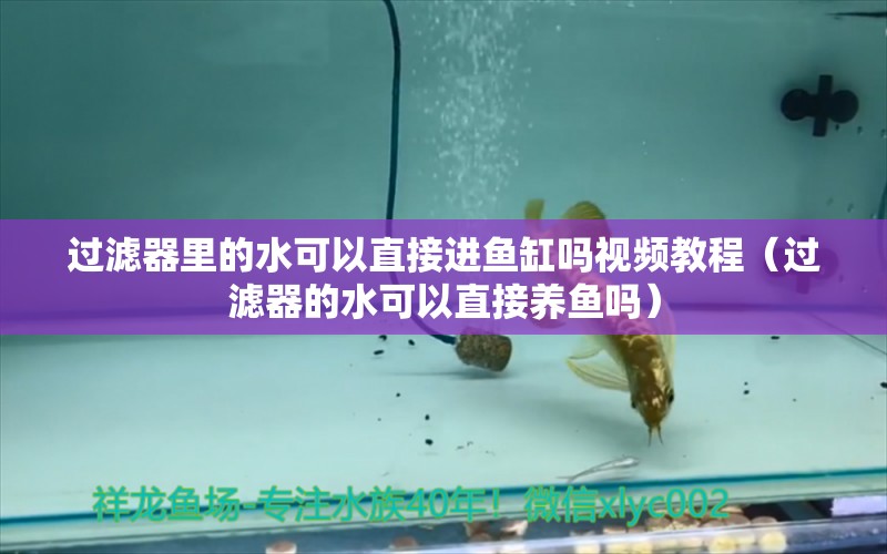 过滤器里的水可以直接进鱼缸吗视频教程（过滤器的水可以直接养鱼吗）