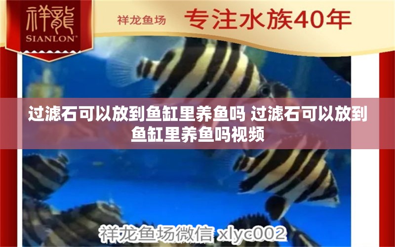 过滤石可以放到鱼缸里养鱼吗 过滤石可以放到鱼缸里养鱼吗视频 青龙鱼 第1张