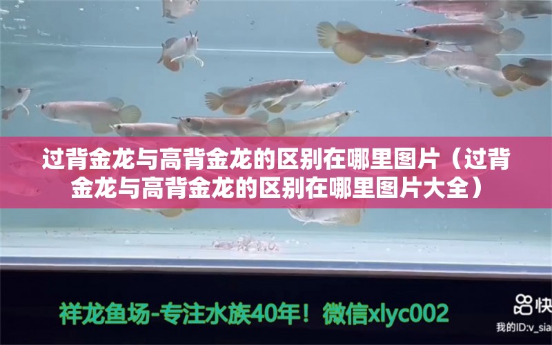 过背金龙与高背金龙的区别在哪里图片（过背金龙与高背金龙的区别在哪里图片大全）