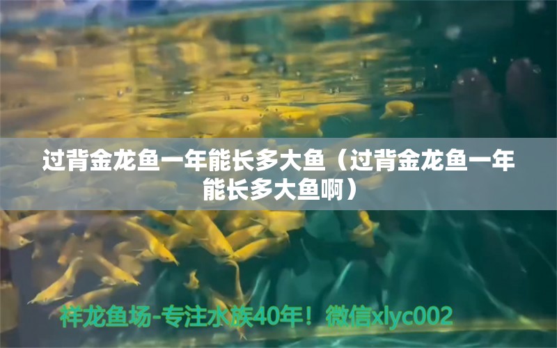 过背金龙鱼一年能长多大鱼（过背金龙鱼一年能长多大鱼啊） 过背金龙鱼