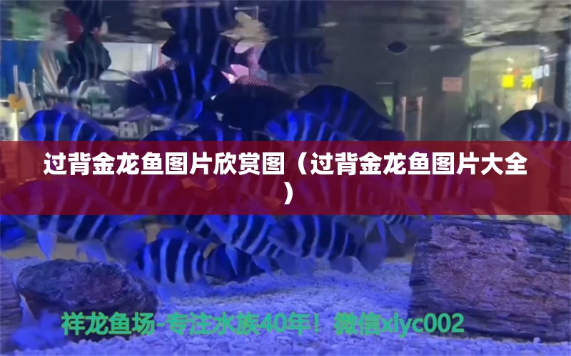 过背金龙鱼图片欣赏图（过背金龙鱼图片大全） 过背金龙鱼