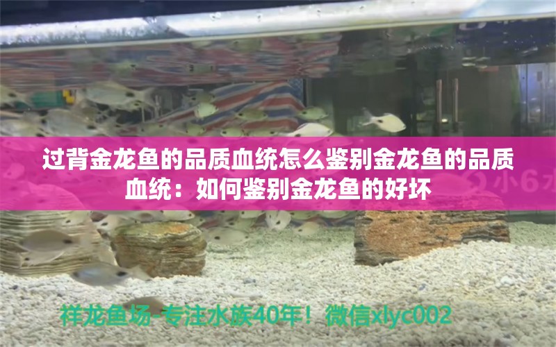 过背金龙鱼的品质血统怎么鉴别金龙鱼的品质血统：如何鉴别金龙鱼的好坏 龙鱼百科 第2张