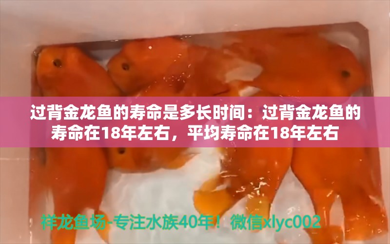 过背金龙鱼的寿命是多长时间：过背金龙鱼的寿命在18年左右，平均寿命在18年左右