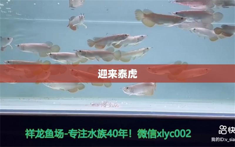 迎来泰虎 观赏鱼论坛 第2张