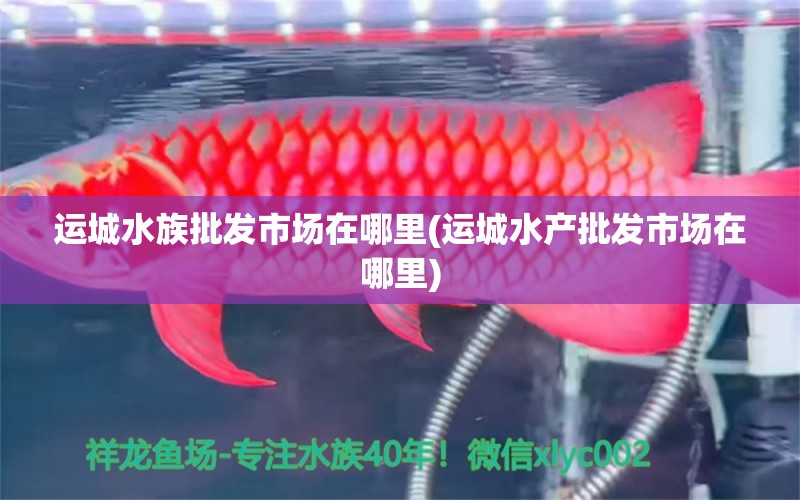 运城水族批发市场在哪里(运城水产批发市场在哪里) 观赏鱼水族批发市场