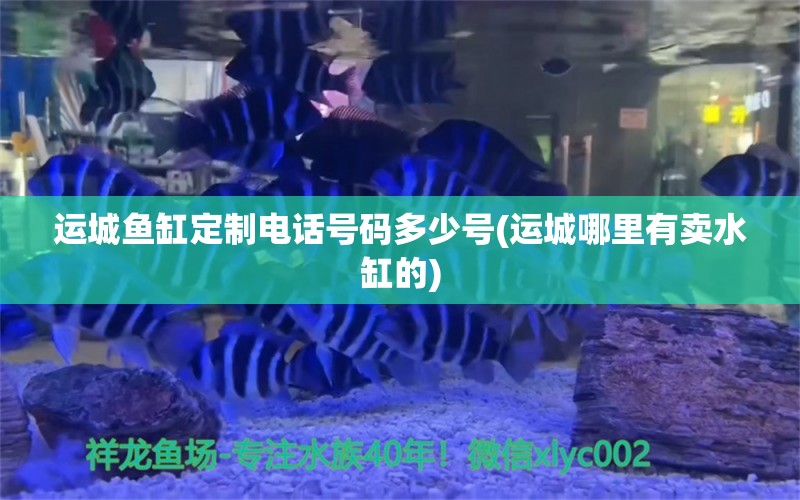 运城鱼缸定制电话号码多少号(运城哪里有卖水缸的)