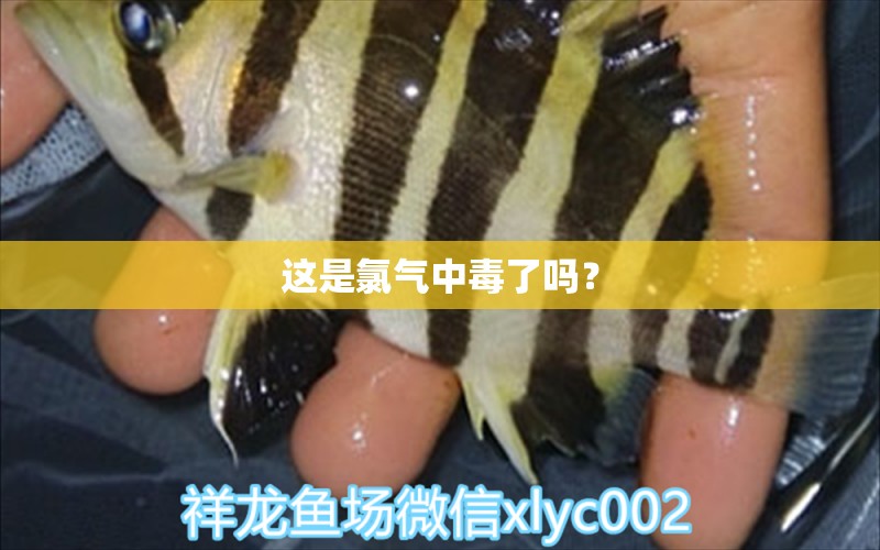 这是氯气中毒了吗？ 白子球鲨鱼 第2张