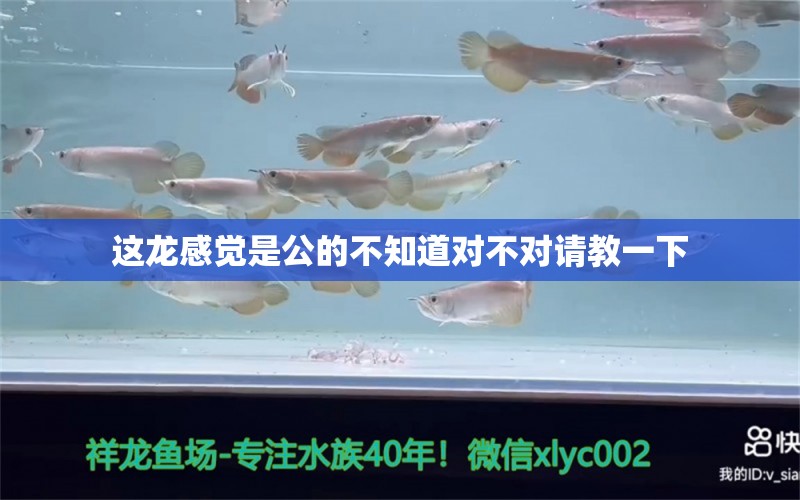 这龙感觉是公的不知道对不对请教一下 观赏鱼论坛 第2张