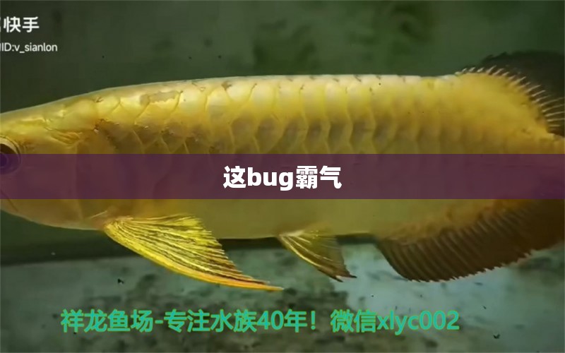 这bug霸气 绿皮皇冠豹鱼