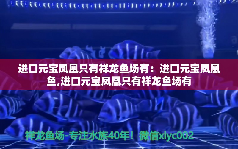 进口元宝凤凰只有祥龙鱼场有：进口元宝凤凰鱼,进口元宝凤凰只有祥龙鱼场有