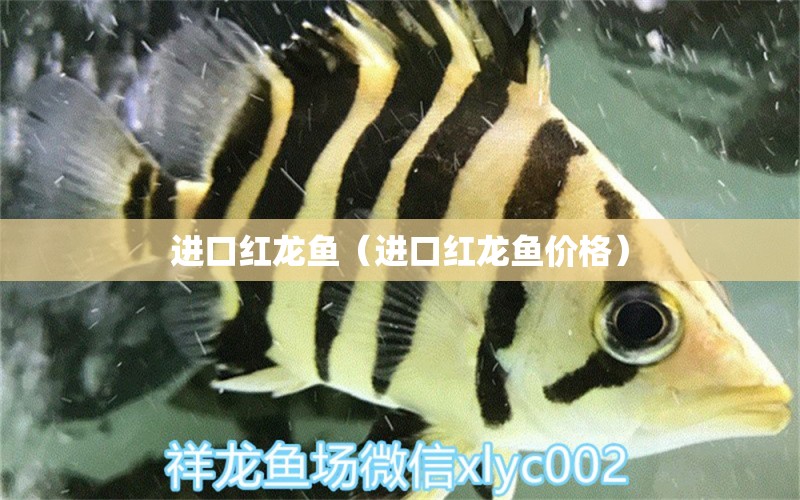 进口红龙鱼（进口红龙鱼价格） 祥龙水族医院