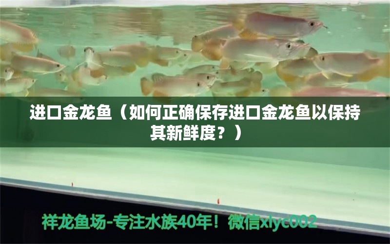 进口金龙鱼（如何正确保存进口金龙鱼以保持其新鲜度？） 水族问答 第1张