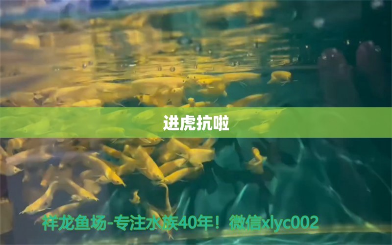 进虎抗啦 观赏鱼论坛 第2张