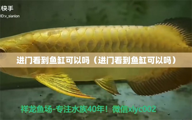 进门看到鱼缸可以吗（进门看到鱼缸可以吗） 祥龙水族医院