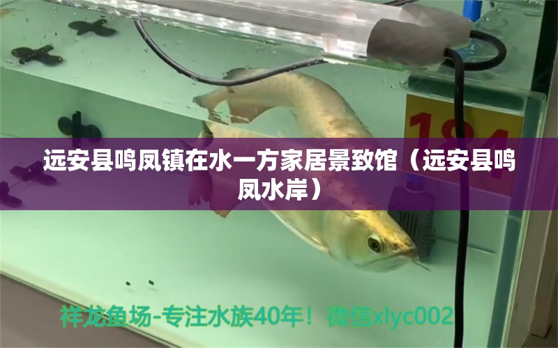 远安县鸣凤镇在水一方家居景致馆（远安县鸣凤水岸） 全国水族馆企业名录