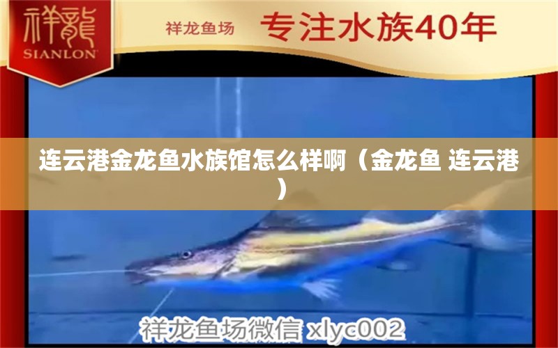 连云港金龙鱼水族馆怎么样啊（金龙鱼 连云港） 金头过背金龙鱼