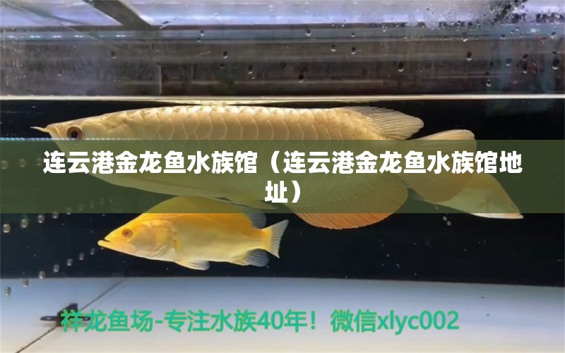 连云港金龙鱼水族馆（连云港金龙鱼水族馆地址） 养鱼知识 第1张