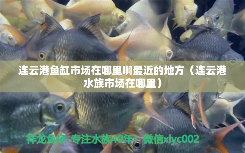 连云港鱼缸市场在哪里啊最近的地方（连云港水族市场在哪里）