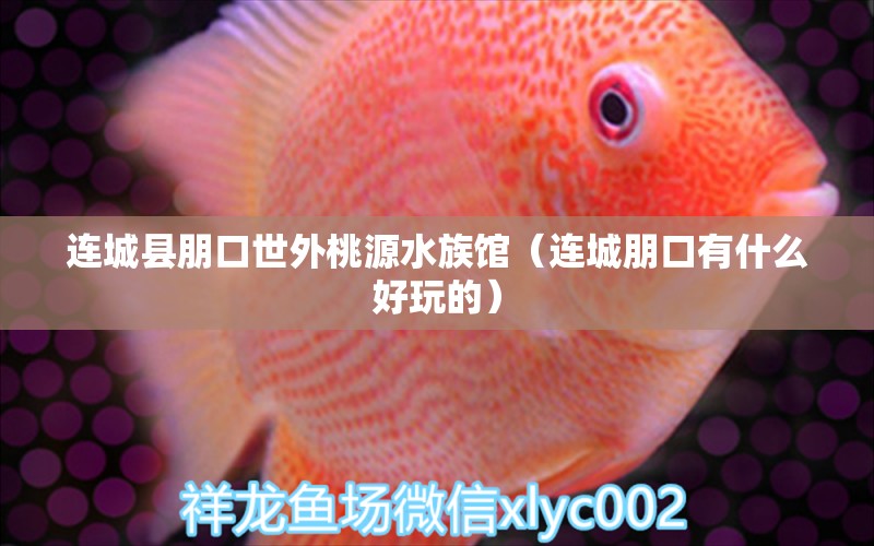 连城县朋口世外桃源水族馆（连城朋口有什么好玩的）