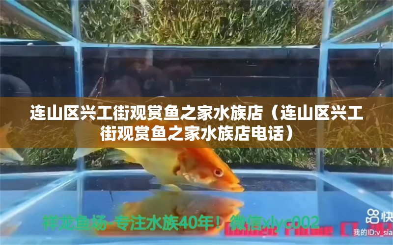 连山区兴工街观赏鱼之家水族店（连山区兴工街观赏鱼之家水族店电话）