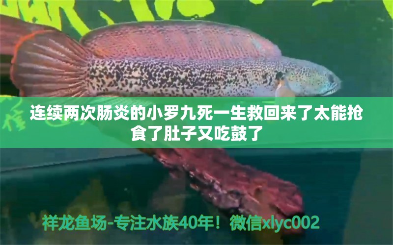 连续两次肠炎的小罗九死一生救回来了太能抢食了肚子又吃鼓了