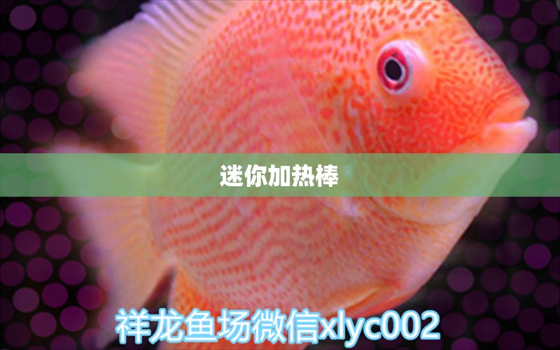 迷你加热棒 广州水族器材滤材批发市场