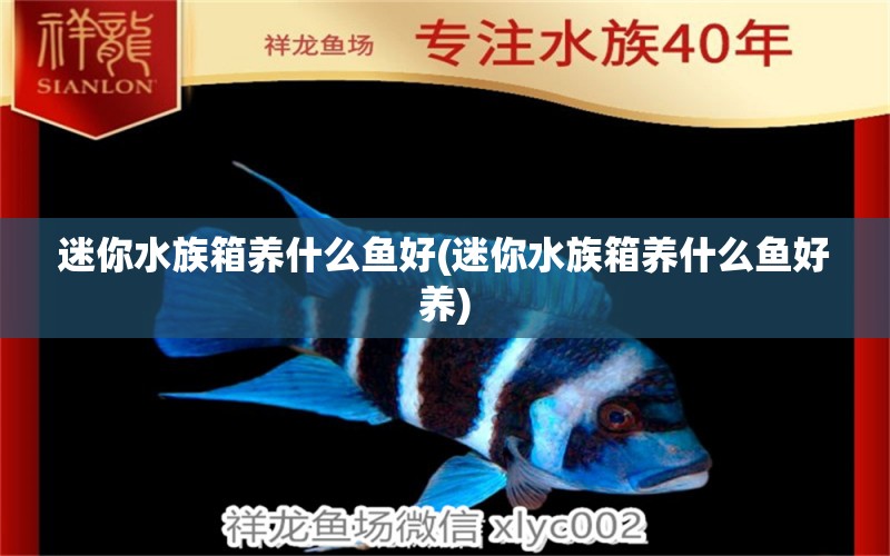 迷你水族箱养什么鱼好(迷你水族箱养什么鱼好养) 鱼缸/水族箱