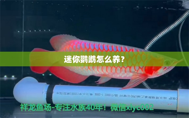 迷你鹦鹉怎么养？ 鹦鹉鱼