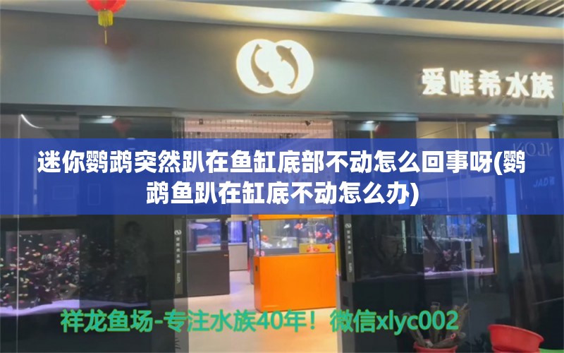 迷你鹦鹉突然趴在鱼缸底部不动怎么回事呀(鹦鹉鱼趴在缸底不动怎么办)