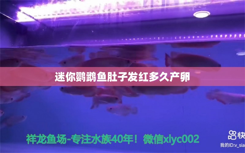 迷你鹦鹉鱼肚子发红多久产卵 鱼缸定做 第2张